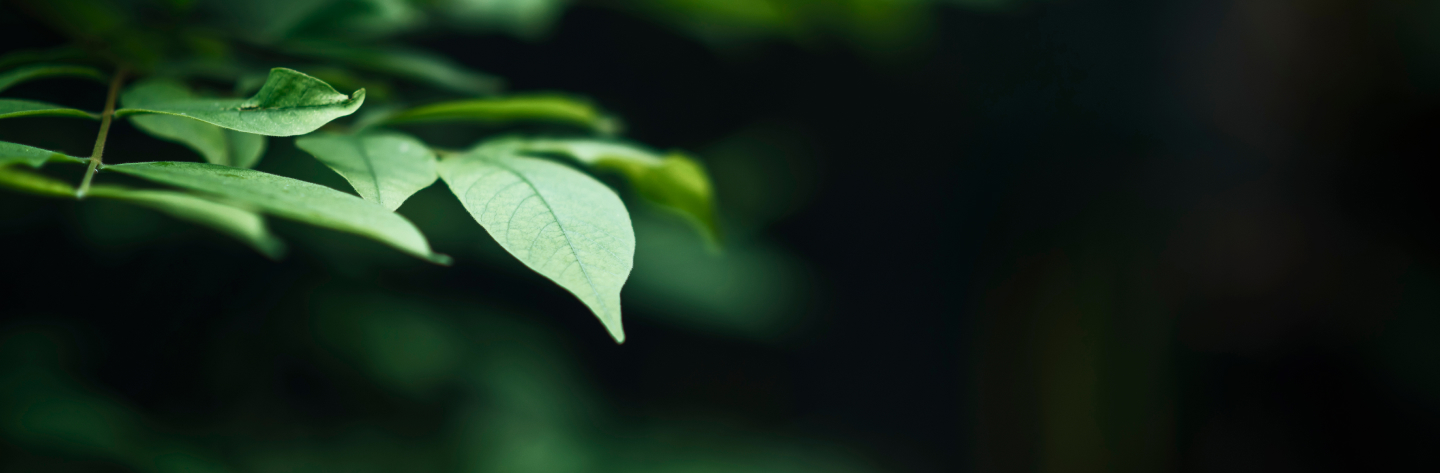 “The true reflection of our thoughts is our life” – M. Monten